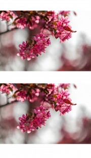海棠花摄影图