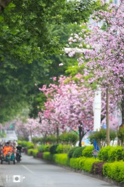 城市紫荆花的街道图片