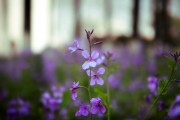 紫色花朵二月兰花卉图片素材