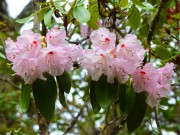 粉色杜鹃花花卉图片素材