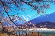 雪山下桃花林风景图片