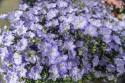 紫色小花花卉图片高清