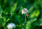 蜜蜂和野花采蜜的图片素材