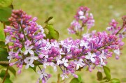 紫丁香花苞图片高清