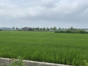 乡村水稻田风景图片素材