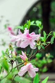 枝头盛开的粉色花朵图片
