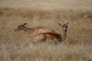 两头小鹿摄影图片