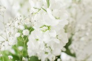 盛开的白色花卉高清图