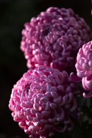 紫强菊花图片