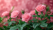 粉色玫瑰花卉背景图片