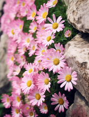 石缝里的粉色雏菊图片