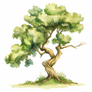 水彩树插画高清图片