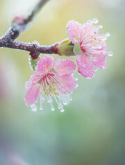 霜降节气粉色桃花图片