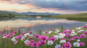 湖边花朵风景图片