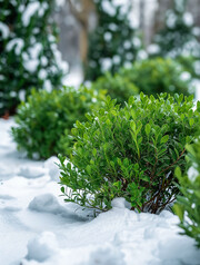 冬天下雪后的灌木高清图片