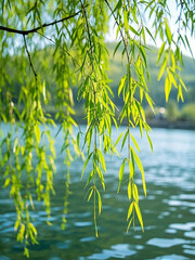 柳树风景图片素材