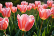 郁金香花海风景图片素材