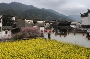 徽派古村油菜花开