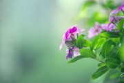 清新淡雅的粉色长春花