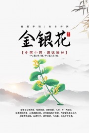 传统中医药金银花药理知识海报