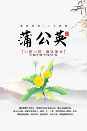 传统中医药蒲公英药理知识海报