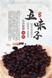 中药文化五味子药理知识海报图片素材