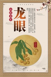 中医养生药材龙眼药理知识海报