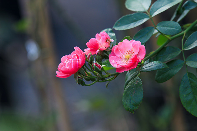 蔷薇花图片(蔷薇花图片大全大图 简笔画)