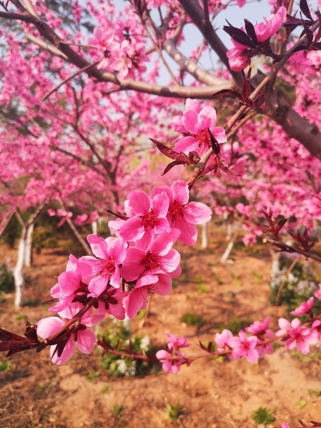 粉色桃花摄影图片素材