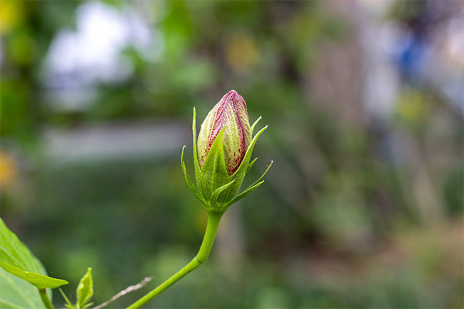 植物花苞花骨朵图片