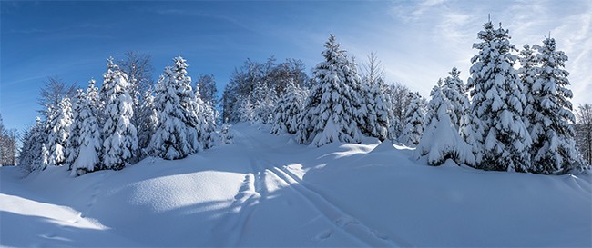 主題為雪地,可用作雪地風景,樹林風景,冬天,等相關設計的參考圖片素材